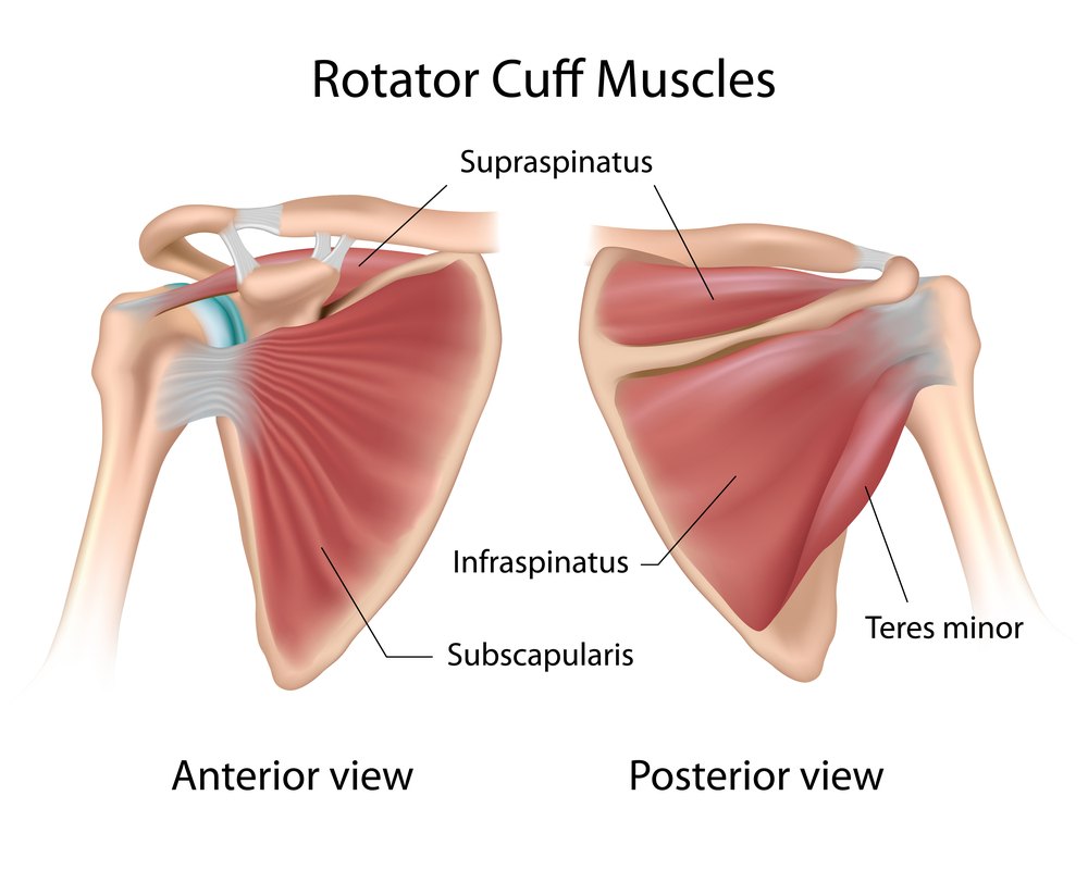 rotator cuff.jpg